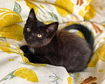 Кошки в Казани: Котёнок в добрые руки Девочка, Бесплатно - фото 2