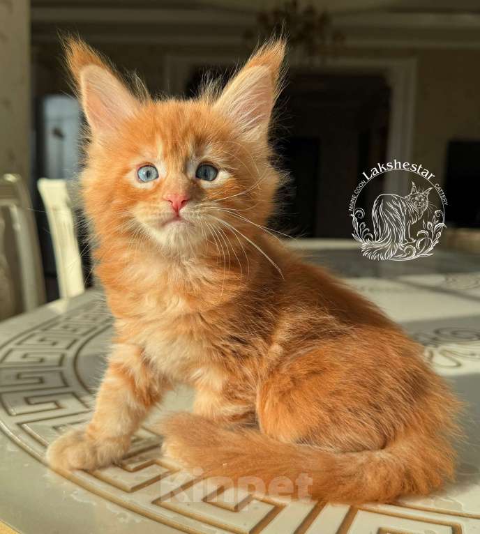 Кошки в Москве: Котенок мейн кун из питомника. Мальчик, 140 000 руб. - фото 6