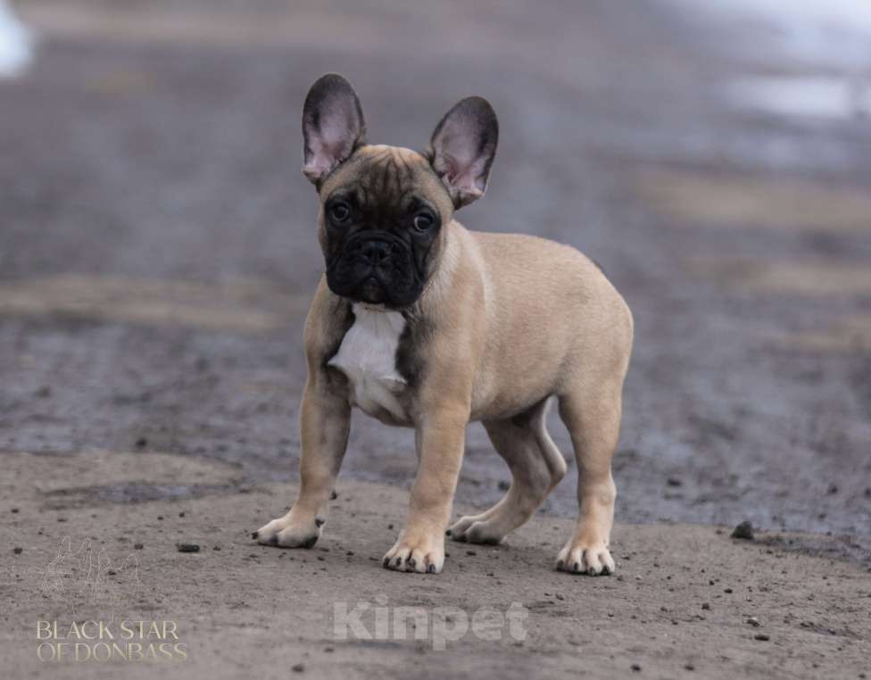 Собаки в Москве: Щенки французского бульдога Мальчик, 80 000 руб. - фото 2