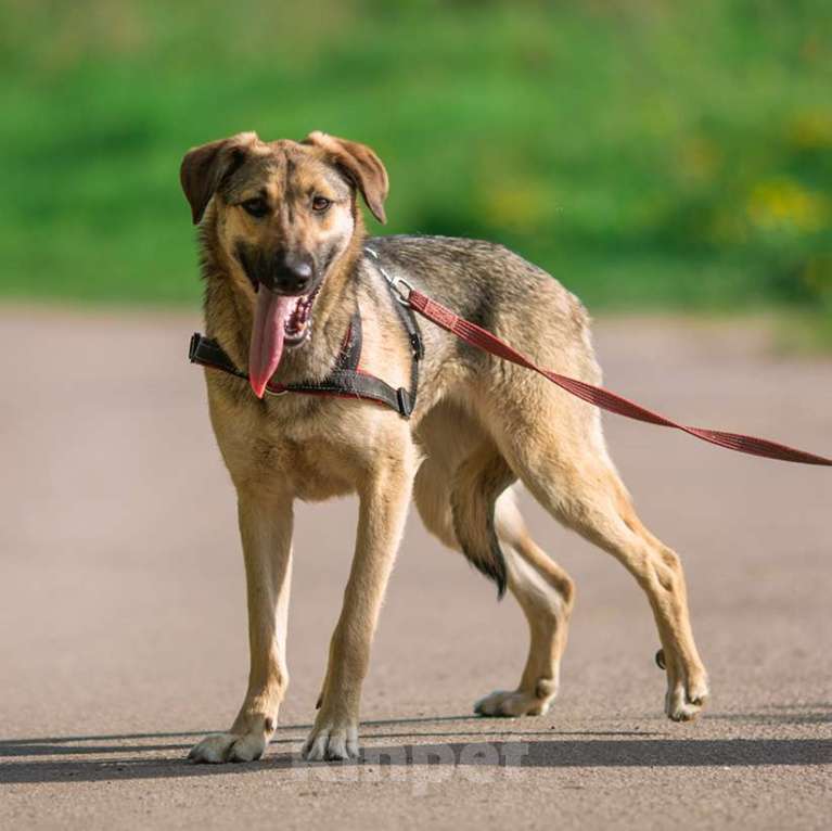 Собаки в Москве: Лайфа Девочка, Бесплатно - фото 4