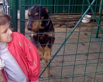 Собаки в Курске: Ягдтерьер для вязки, Бесплатно - фото 2