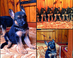 Собаки в Йошкаре-Оле: Щенки немцы, 10 000 руб. - фото 2