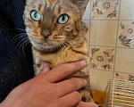 Кошки в Змеиногорске: Бенгальская кошка, 15 000 руб. - фото 3