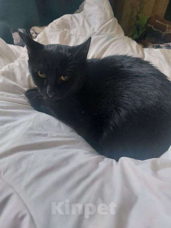 Кошки в Москве: Котенок Бусик Мальчик, Бесплатно - фото 9