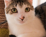 Кошки в Санкт-Петербурге: Кошка ищет дом Девочка, Бесплатно - фото 2