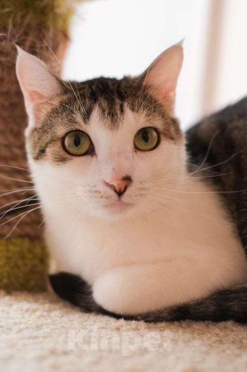 Кошки в Санкт-Петербурге: Кошка ищет дом Девочка, Бесплатно - фото 2