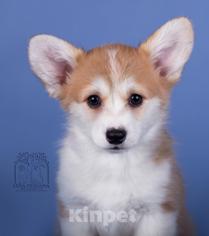 Собаки в Нижнем Новгороде: Дети Dragonjoy Star Trekket Мальчик, 50 000 руб. - фото 3