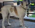 Собаки в Севастополе: Вязка алабая Мальчик, 1 руб. - фото 10