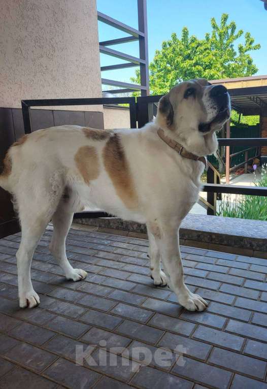 Собаки в Севастополе: Вязка алабая Мальчик, 1 руб. - фото 10