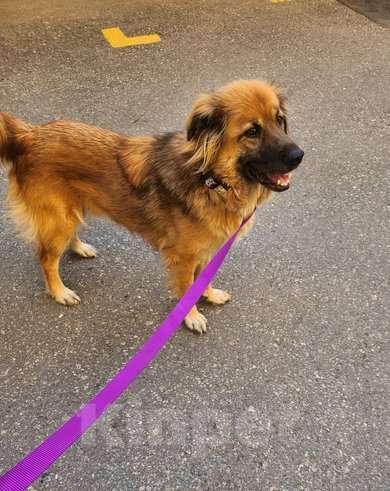 Собаки в Москве: Пушистый рыжий пёс Миша в добрые руки Мальчик, 1 руб. - фото 5