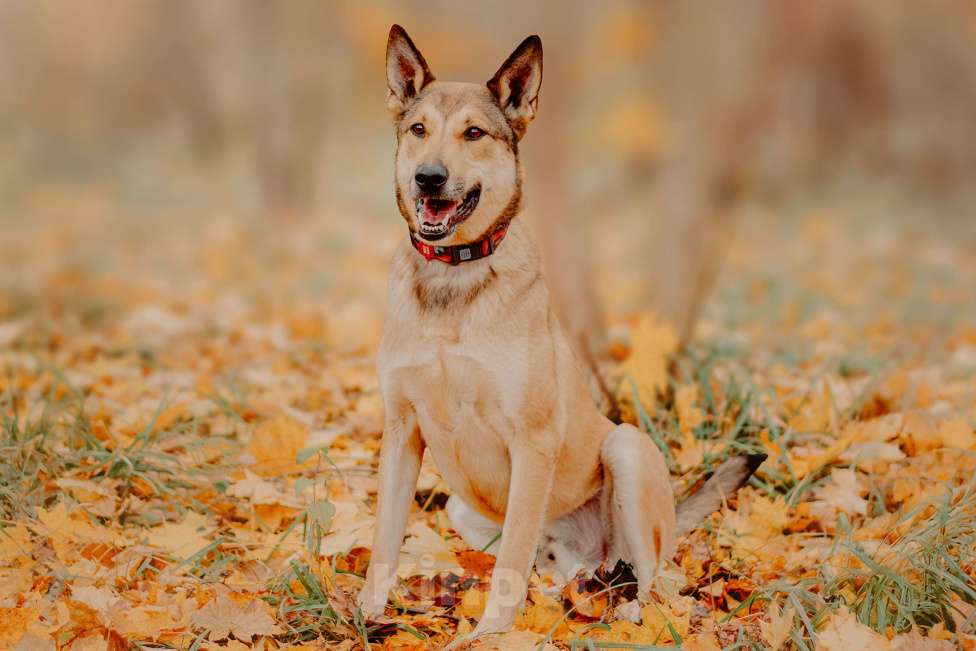 Собаки в Москве: Платон — собака, чья любовь стоит доверия Мальчик, Бесплатно - фото 6