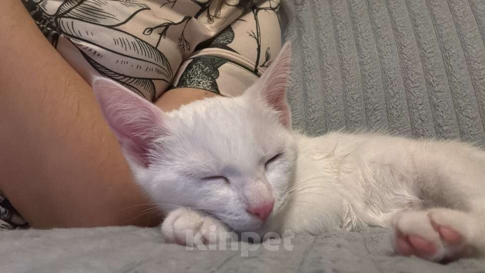 Кошки в Москве: Котёнок 3 месяца Девочка, Бесплатно - фото 2