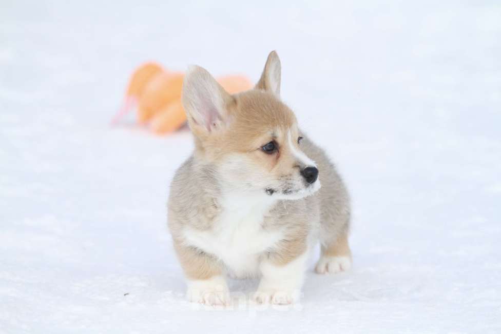 Собаки в Москве: Вельш корги пемброк Мальчик, Бесплатно - фото 7