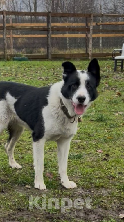 Собаки в других городах Московской области: Лучиано Мальчик, Бесплатно - фото 1
