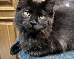 Кошки в Петергофе: Девулечка Девочка, 45 000 руб. - фото 1