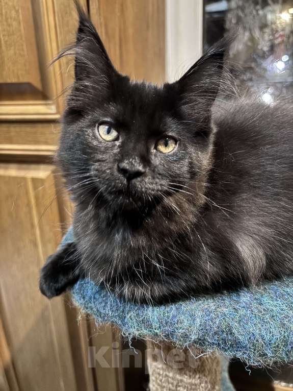 Кошки в Петергофе: Девулечка Девочка, 45 000 руб. - фото 1