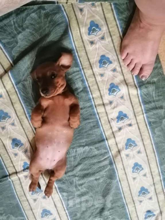 Собаки в Хабаровске: щенок таксы Девочка, 15 000 руб. - фото 3