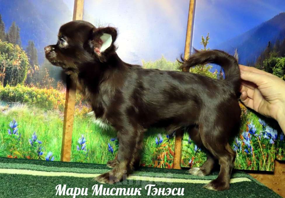 Собаки в Санкт-Петербурге: Идеальная собака чихуахуа Тэсс кастрирована Девочка, 70 000 руб. - фото 3