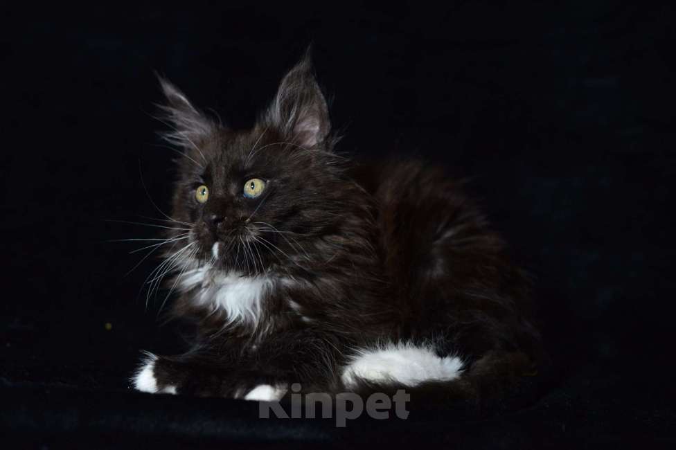 Кошки в Котельнике: Мейн-кун котёнок Полидакт Мальчик, 37 000 руб. - фото 1