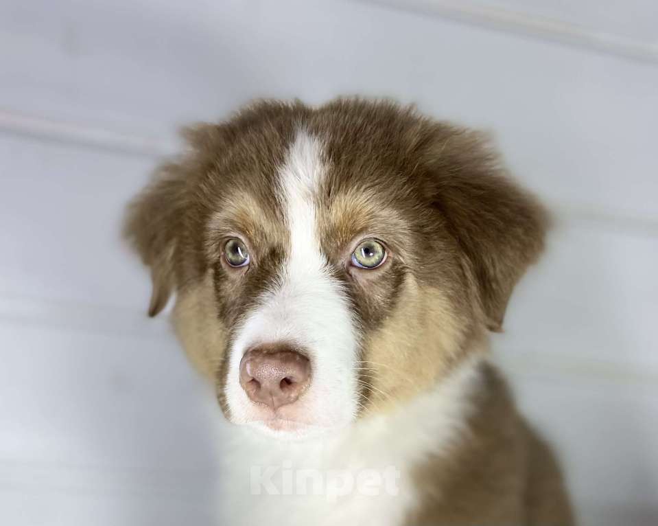 Собаки в других городах Московской области: Щенки Австралийской овчарки Девочка, Бесплатно - фото 1