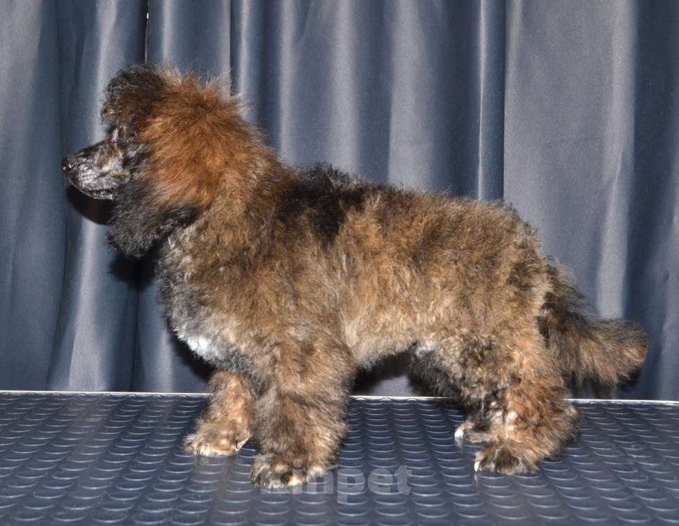 Собаки в Глазове: Онегин Мальчик, 30 000 руб. - фото 9