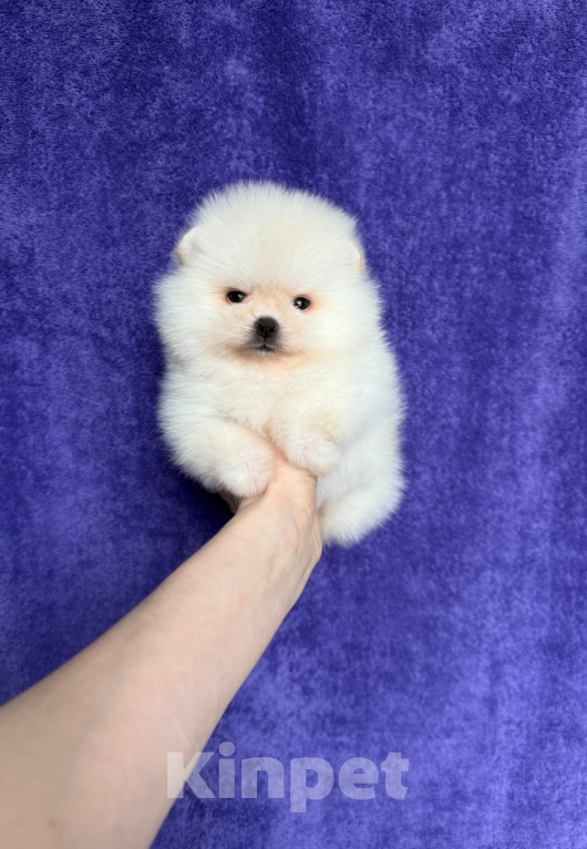 Собаки в Москве: Мальчик Мальчик, 30 000 руб. - фото 1