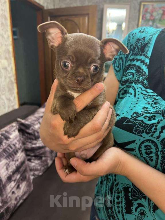 Собаки в Москве: Замечательный мальчик чихуахуа Мальчик, 35 000 руб. - фото 3