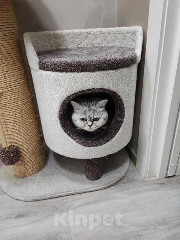 Кошки в Москве: Кот Макс Мальчик, 15 000 руб. - фото 3