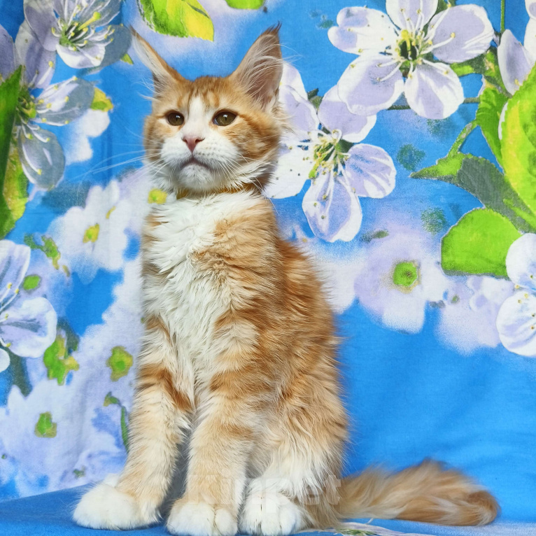 Кошки в Москве: Котёнок Мейн-Кун Девочка Девочка, 50 000 руб. - фото 3