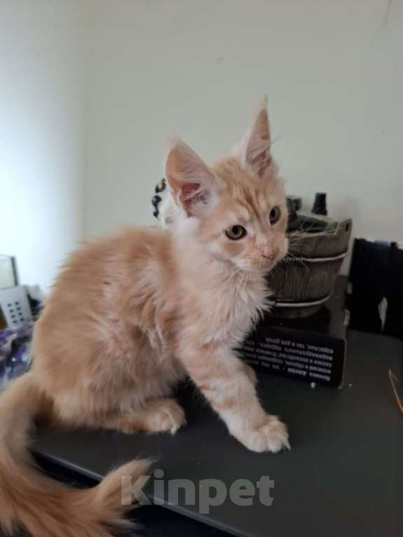 Кошки в Москве: Прекрассный подарок Мальчик, 20 000 руб. - фото 4