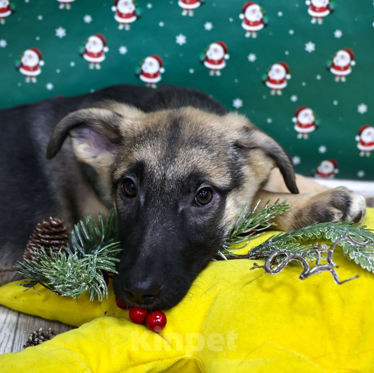 Собаки в Москве: Щенки бесплатно в Москве Девочка, Бесплатно - фото 2