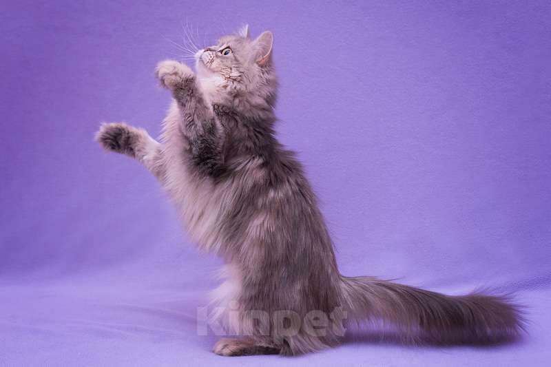 Кошки в Москве: Британская длинношерстная кошка Агата в дар Девочка, 1 руб. - фото 2