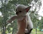 Кошки в Санкт-Петербурге: Котенок Европейская Бурма лиловая-шампань Девочка, 5 000 руб. - фото 9
