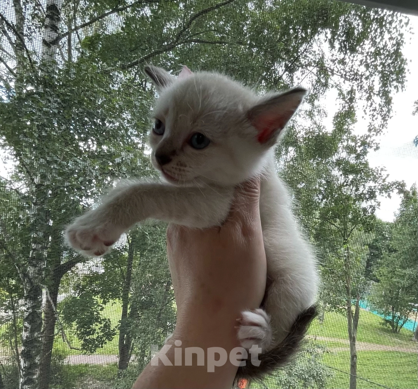 Кошки в Санкт-Петербурге: Котенок Европейская Бурма лиловая-шампань Девочка, 5 000 руб. - фото 9