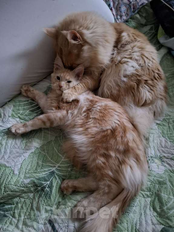 Кошки в Москве: Куненок невероятного окраса Мальчик, 30 000 руб. - фото 5