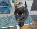 Кошки в Ульяновске: Найден черный кот Мальчик, Бесплатно - фото 1