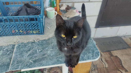 Объявление: Найден черный кот, Бесплатно, Ульяновск