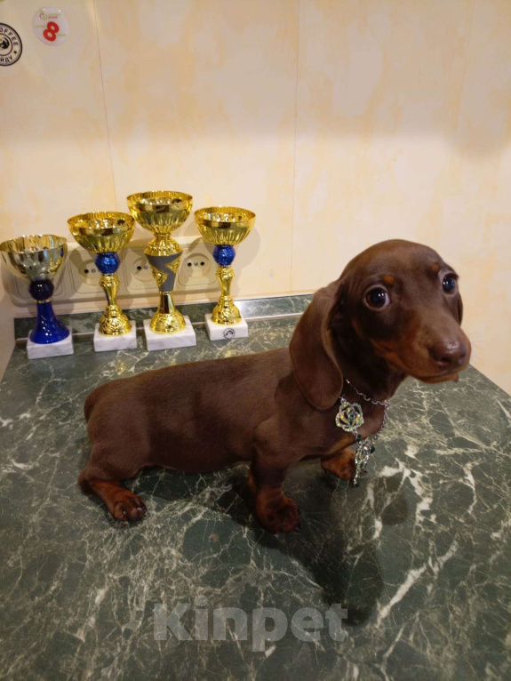 Собаки в Москве: Девочка 1500гр. Девочка, 70 000 руб. - фото 7