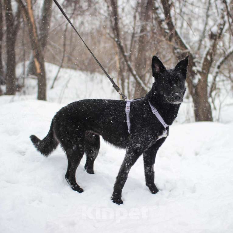 Собаки в Москве: ❤️Умничка Грета собака из приюта в добрые руки Девочка, Бесплатно - фото 1
