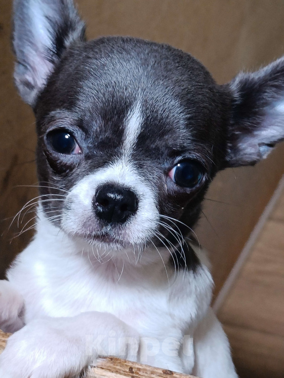 Собаки в Москве: Девочка в горошек Девочка, 35 000 руб. - фото 2