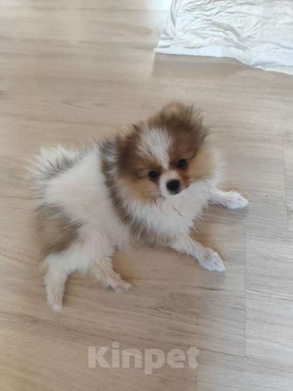 Собаки в Домодедово: Щенки шпиц Мальчик, 25 000 руб. - фото 4