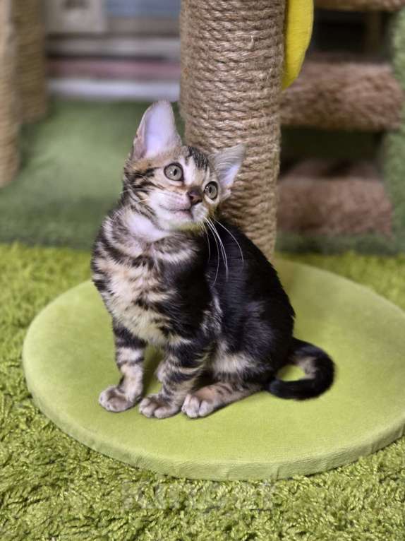 Кошки в Москве: Franceska Benjoy Девочка, 40 000 руб. - фото 5