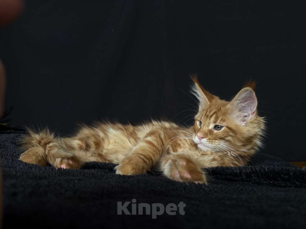 Кошки в Москве: Мейн-кун котенок Мальчик, 60 000 руб. - фото 3