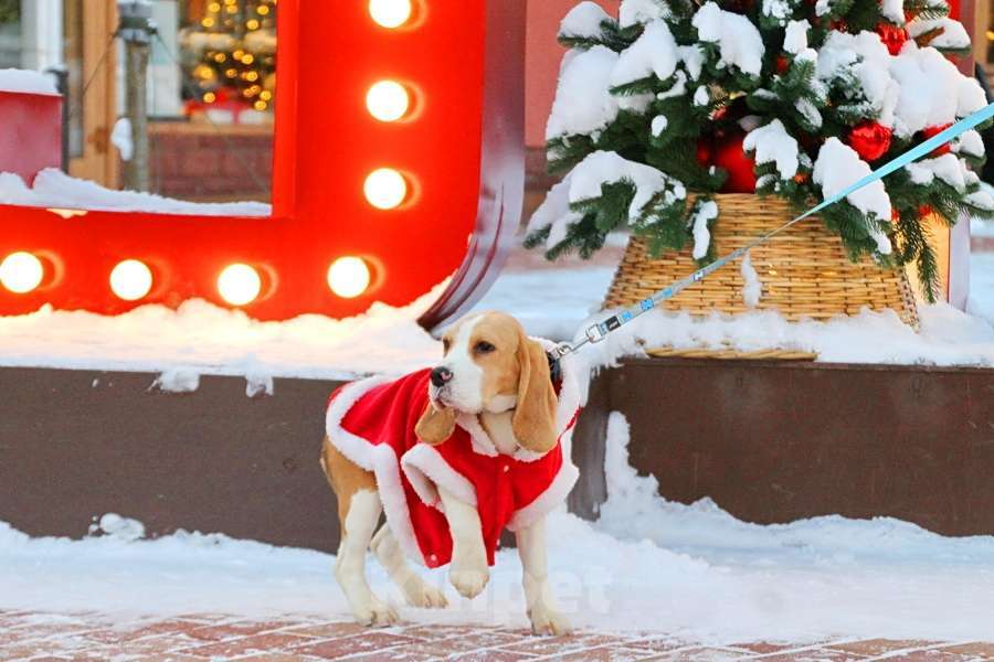 Собаки в Москве: Щенок бигля девочка ркф Девочка, 35 000 руб. - фото 2