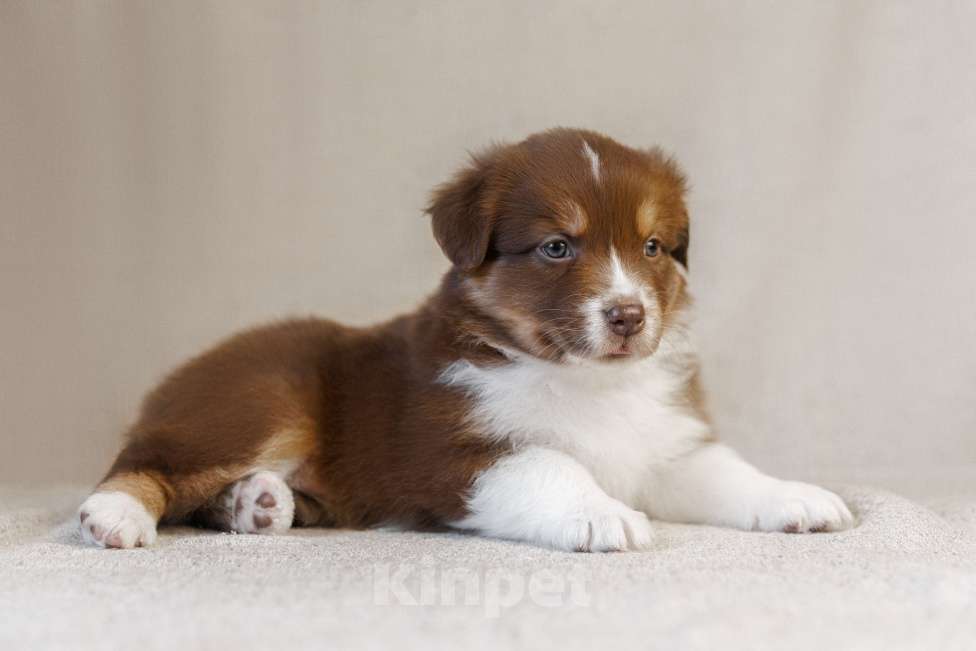 Собаки в Москве: Продаются щенки австралийской овчарки Разнополые, Бесплатно - фото 2