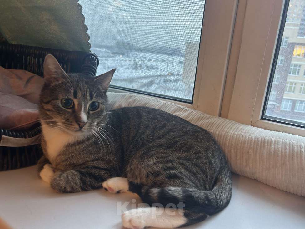 Кошки в Мурином: Маркус продолжает искать хозяина Мальчик, Бесплатно - фото 5