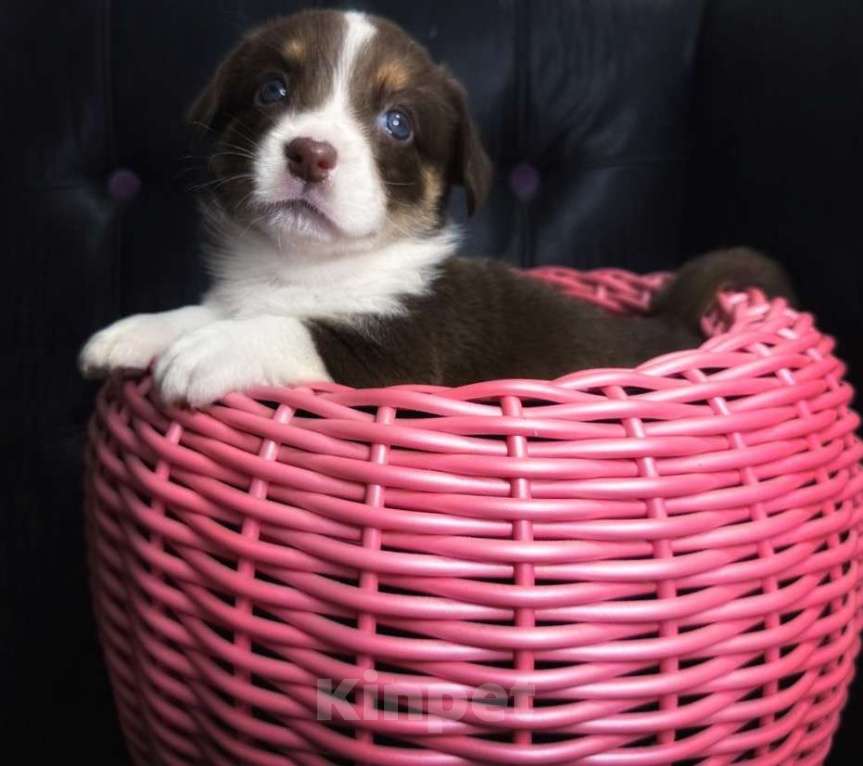 Собаки в других городах Московской области: Вельш Корги Кардиган Мальчик, 50 000 руб. - фото 1