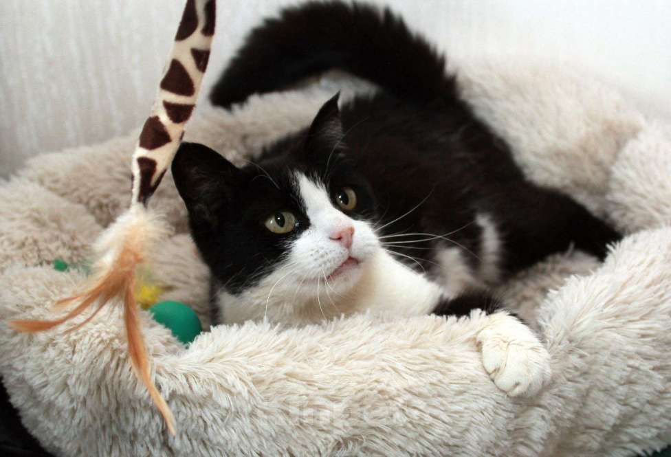 Кошки в Калуге: Феличита из магазина ищет дом. Молодая кошечка в добрые руки. Девочка, Бесплатно - фото 7