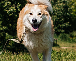 Собаки в Химках: Рыжий пес Мальчик, Бесплатно - фото 1
