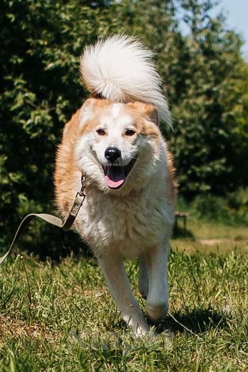 Собаки в Химках: Рыжий пес Мальчик, Бесплатно - фото 1